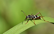 Wasp Beetle (Clytus arietis)